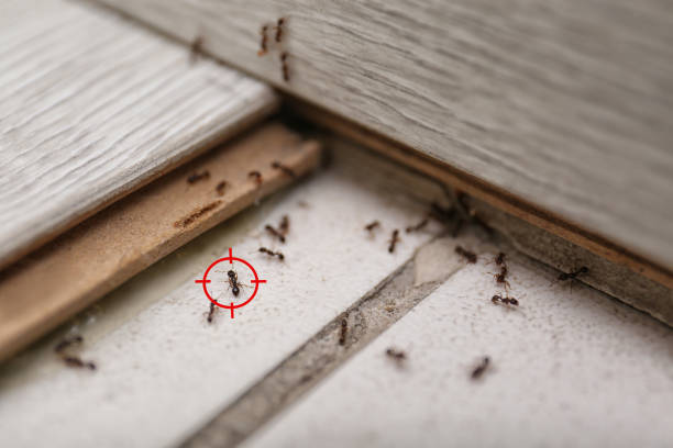 Best Affordable Pest Control Services  in Harrogate, TN