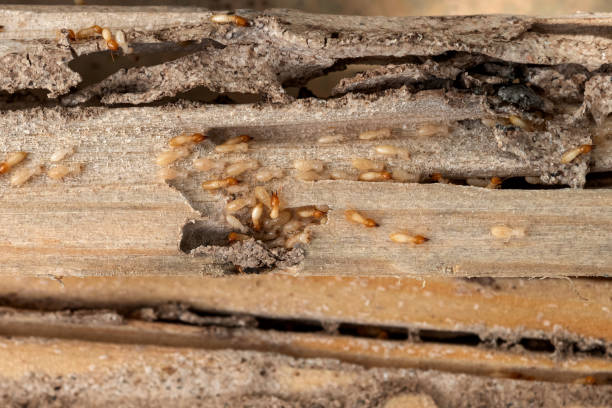 Best Cockroach Control Services  in Harrogate, TN